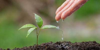 Recomposição da flora afetada pelos empreendimentos